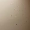 Need painter,plasterer to patch few walls1