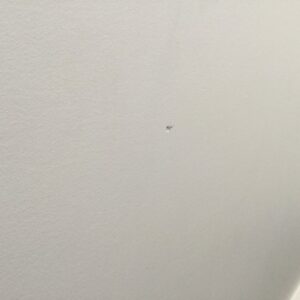 Small Repair of Damaged Wall - Image 3