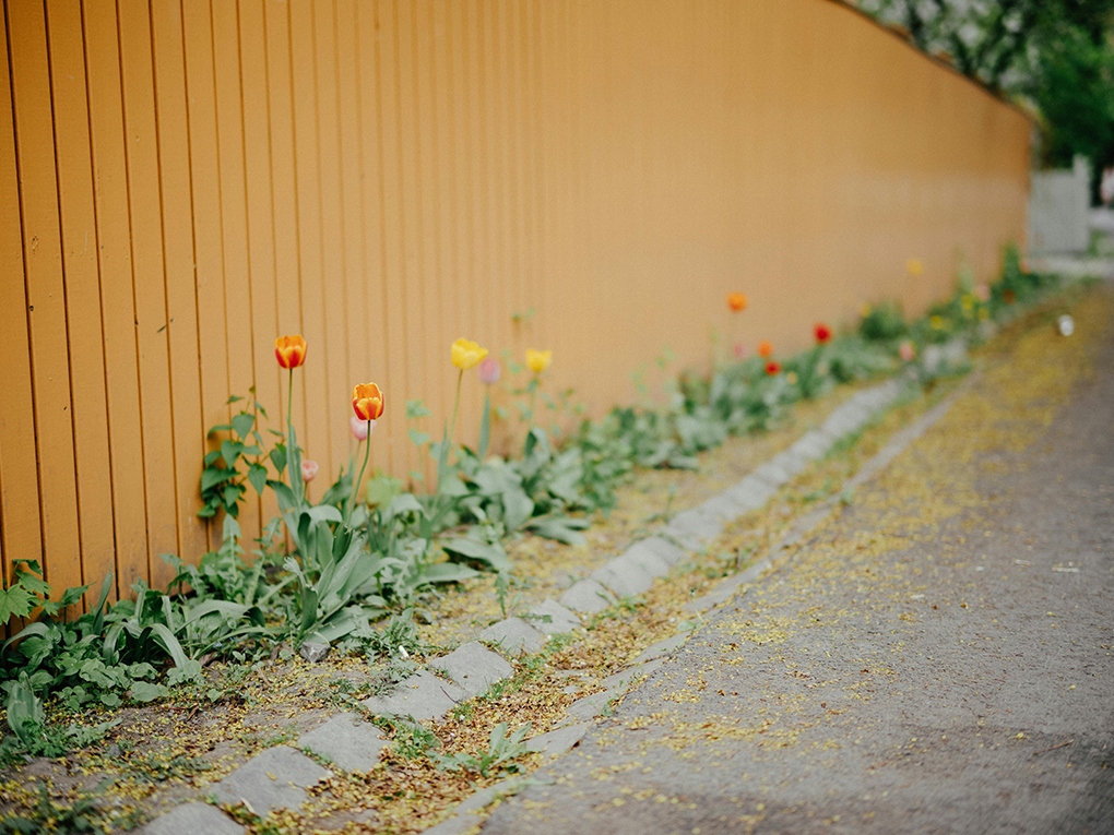 Fence Paint vs Fence Stain