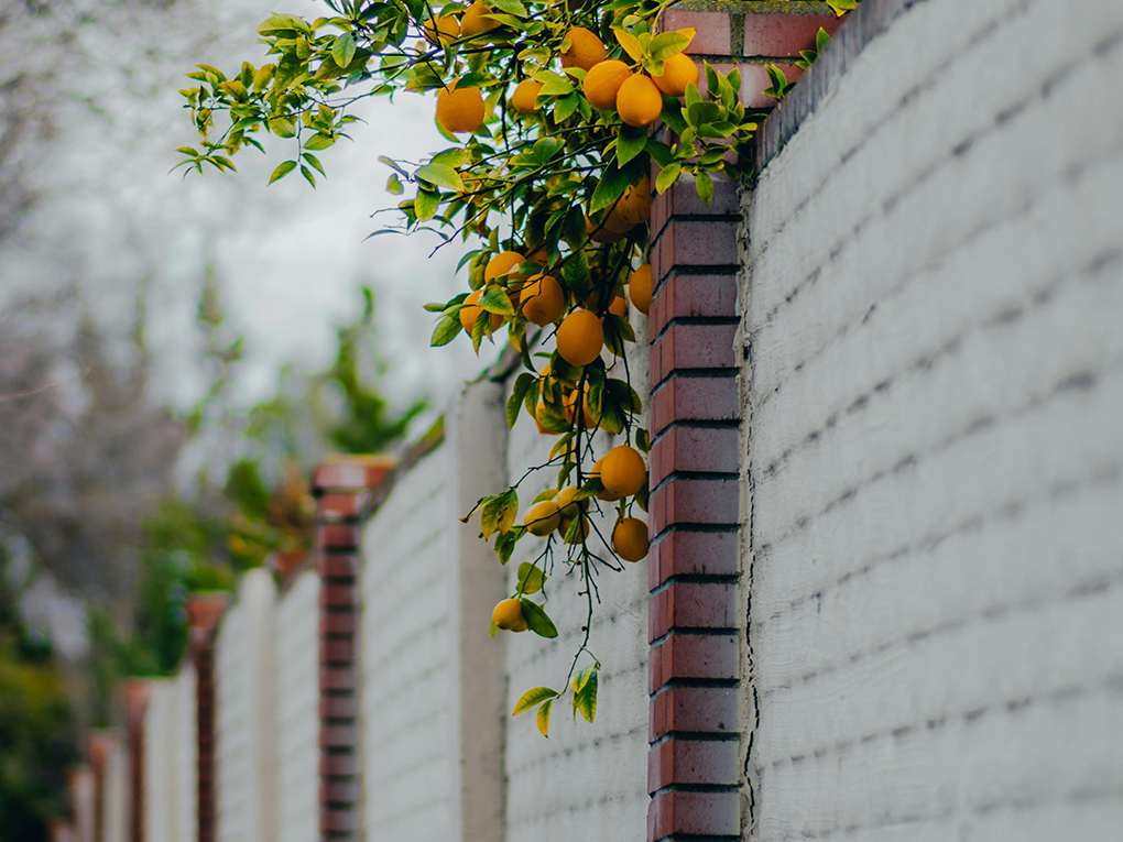 How long does fence paint last